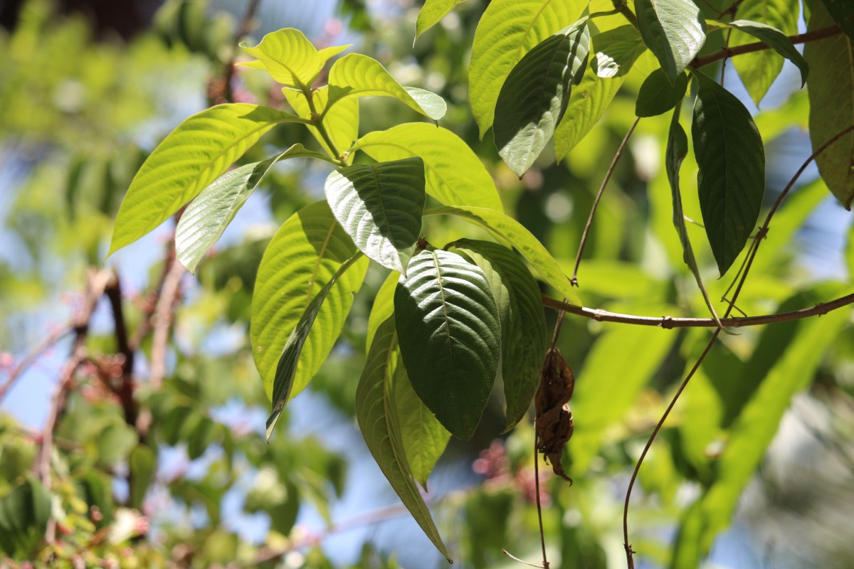 Mussaenda philippica A.Rich.